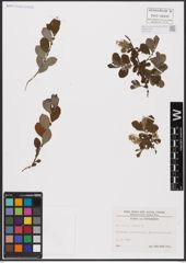Foto von Salix aurita L.